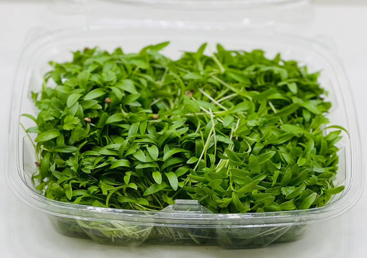 Micro Cilantro - 2 oz