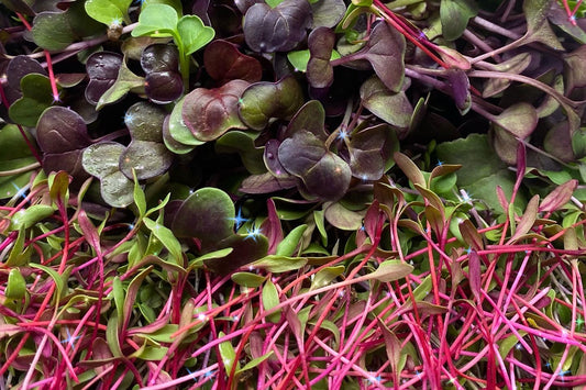 Hodge Podge Box - Brassica Blend